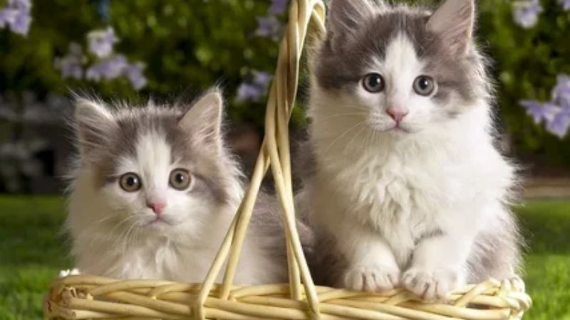 Biệt danh tiếng Anh cho bé gái dễ thương theo con vật đáng yêu