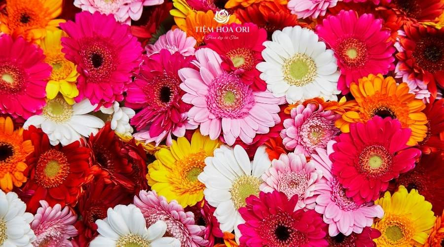 Bó hoa đồng tiền rực rỡ tượng trưng cho niềm vui và hạnh phúc trong cách cắm hoa đồng tiền tươi lâu.