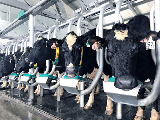 Bò sữa tại Love'in Farm được chăm sóc đúng tiêu chuẩn