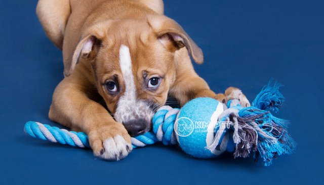 Bóng đồ chơi tự làm từ vớ và bóng tennis thu hút sự chú ý của chú chó
