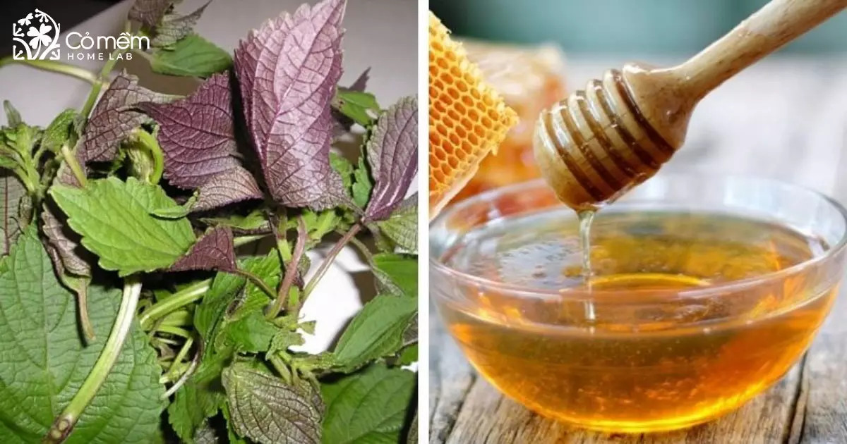 Cách đắp mặt nạ tía tô kết hợp mật ong làm sáng da