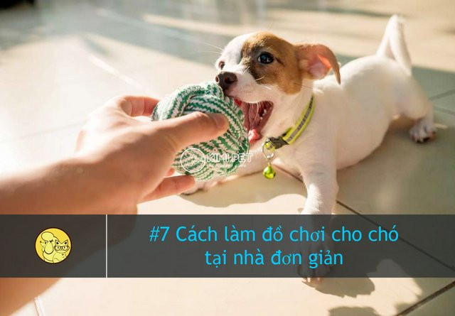 Chú chó con hạnh phúc với đồ chơi làm tại nhà tự chế từ vật liệu tái chế