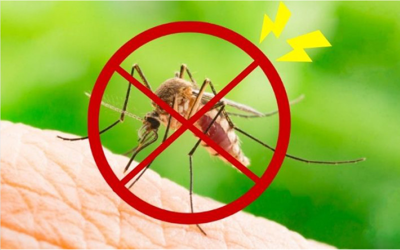 Dầu tràm giúp ngăn ngừa muỗi và các loại côn trùng khác