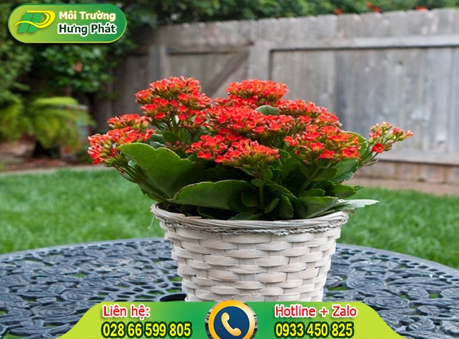 Dùng cây xanh để loại bỏ mùi hôi trong nhà