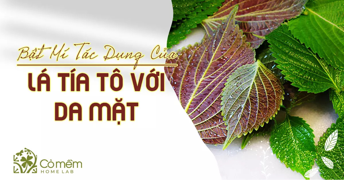 Lá tía tô tươi nguyên liệu để đắp mặt nạ tự làm