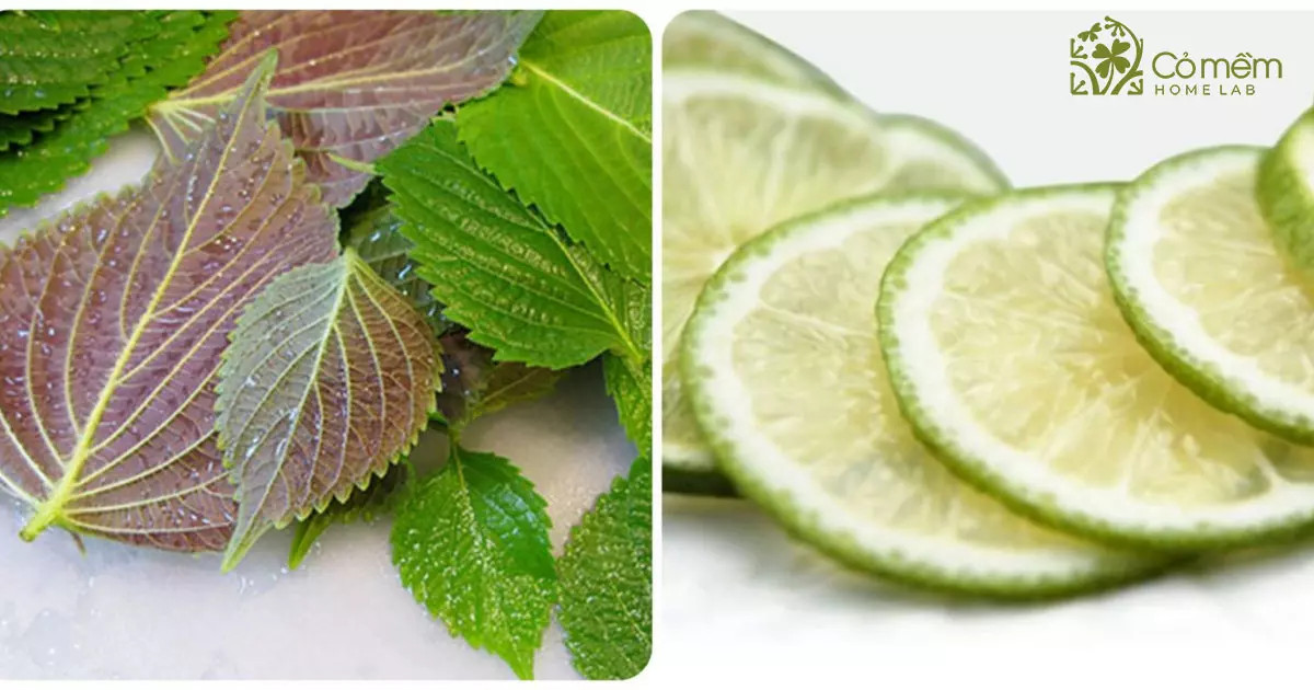 Mặt nạ lá tía tô kết hợp chanh giúp làm sáng da