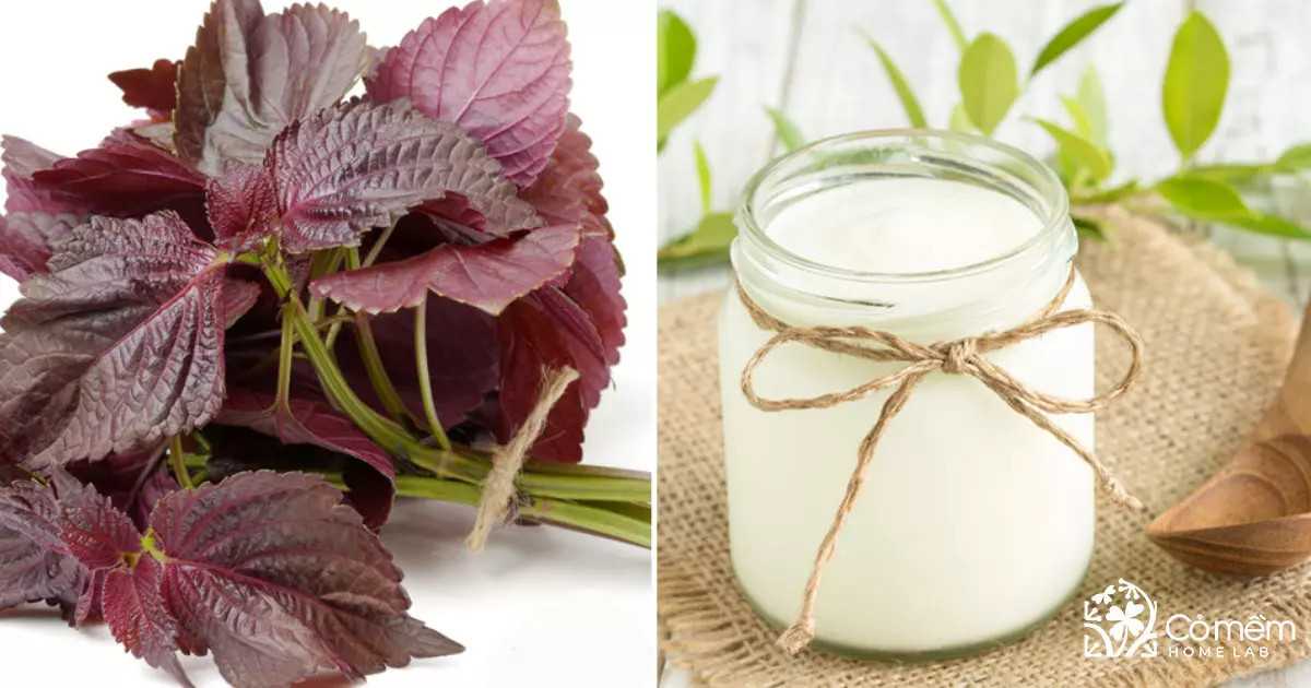 Mặt nạ lá tía tô trộn sữa chua không đường