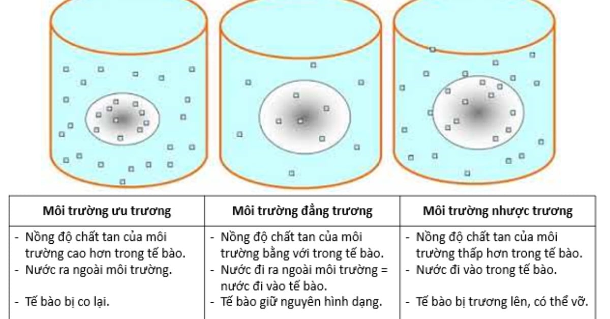 Môi Trường Ưu Trương Nhược Trương Đẳng Trương: Phân Biệt Chi Tiết