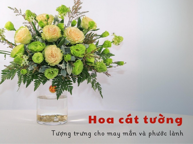 Ý nghĩa hoa cát tường ngày Tết