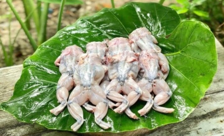 Thịt Ếch Kỵ Với Rau Gì? Hướng Dẫn Chi Tiết Để Chế Biến Món Ăn An Toàn Và Bổ Dưỡng