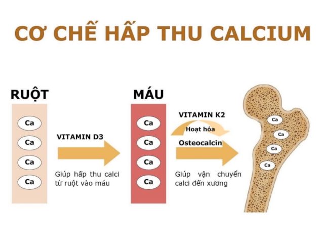 Vitamin D3 Nên Uống Lúc Nào Để Hấp Thu Tốt Nhất?