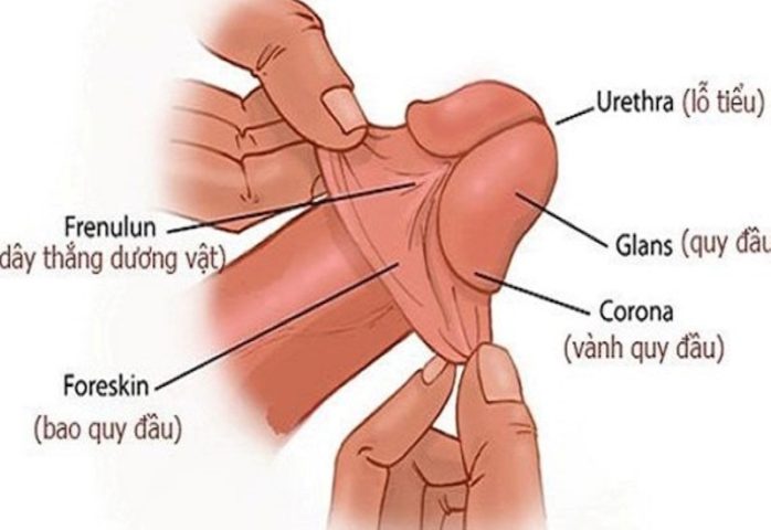 Hướng Dẫn Cách Vệ Sinh Bộ Phận Sinh Dục Bé Trai Đúng Chuẩn Từ Sơ Sinh Đến Lớn