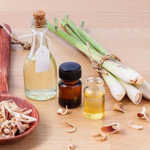 Cách Đuổi Muỗi Hiệu Quả Nhất Bảo Vệ Sức Khỏe Gia Đình