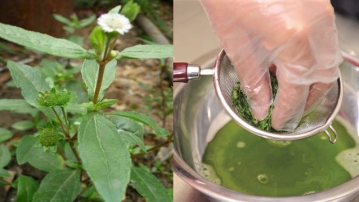 Cách chắt nước cốt cây nhọ nồi để hạ sốt cho trẻ hiệu quả