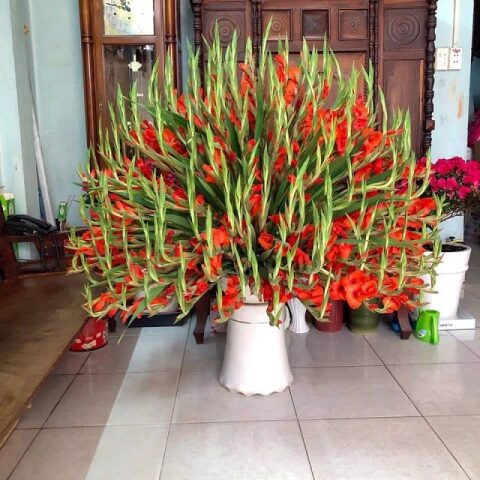 bình hoa lay ơn đỏ ngày Tết