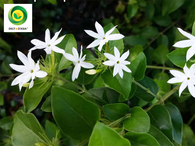 Cây chè vằng tươi với lá xanh và hoa nhỏ, minh họa tác dụng của chè vằng