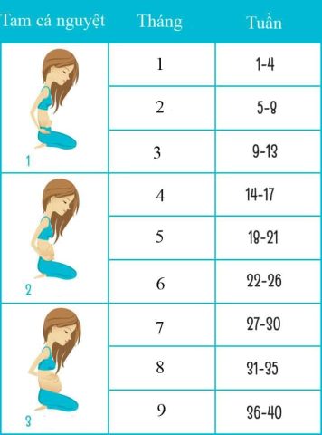 Cách Tính Tuần Thai Ra Tháng Chính Xác Từ A-Z