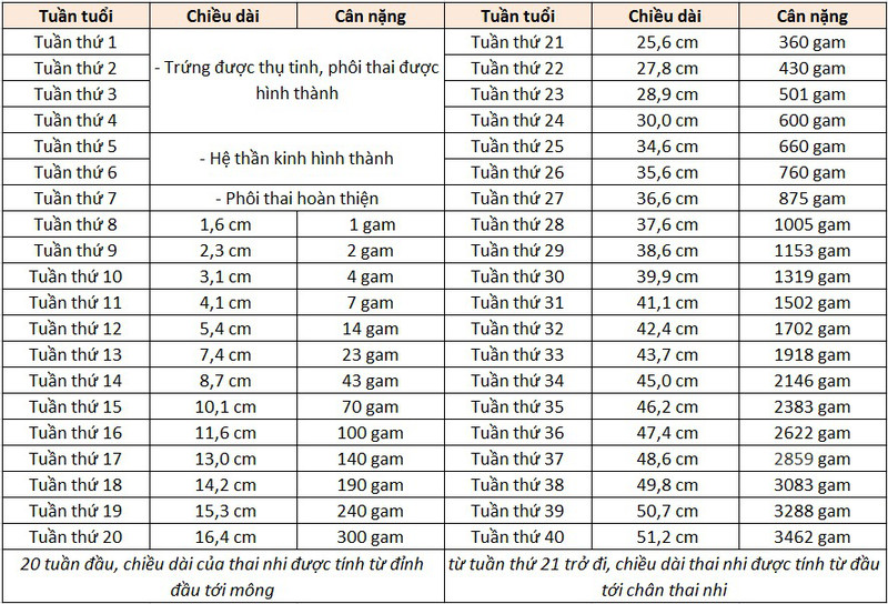 17 Tuần Thai Nặng Bao Nhiêu? Hướng Dẫn Chi Tiết Cân Nặng Và Phát Triển