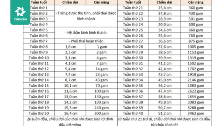 Cách Tính Tuần Thai Ra Tháng Chính Xác Từ A-Z
