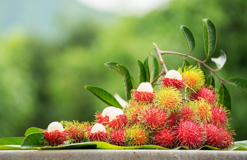 Bầu ăn chôm chôm tươi ngon mùa hè giúp bổ sung vitamin C
