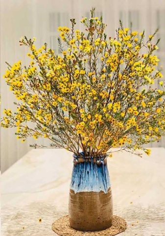 Cách Cắm Hoa Thanh Liễu Vàng Đẹp Chuẩn, Bền Lâu Tại Nhà