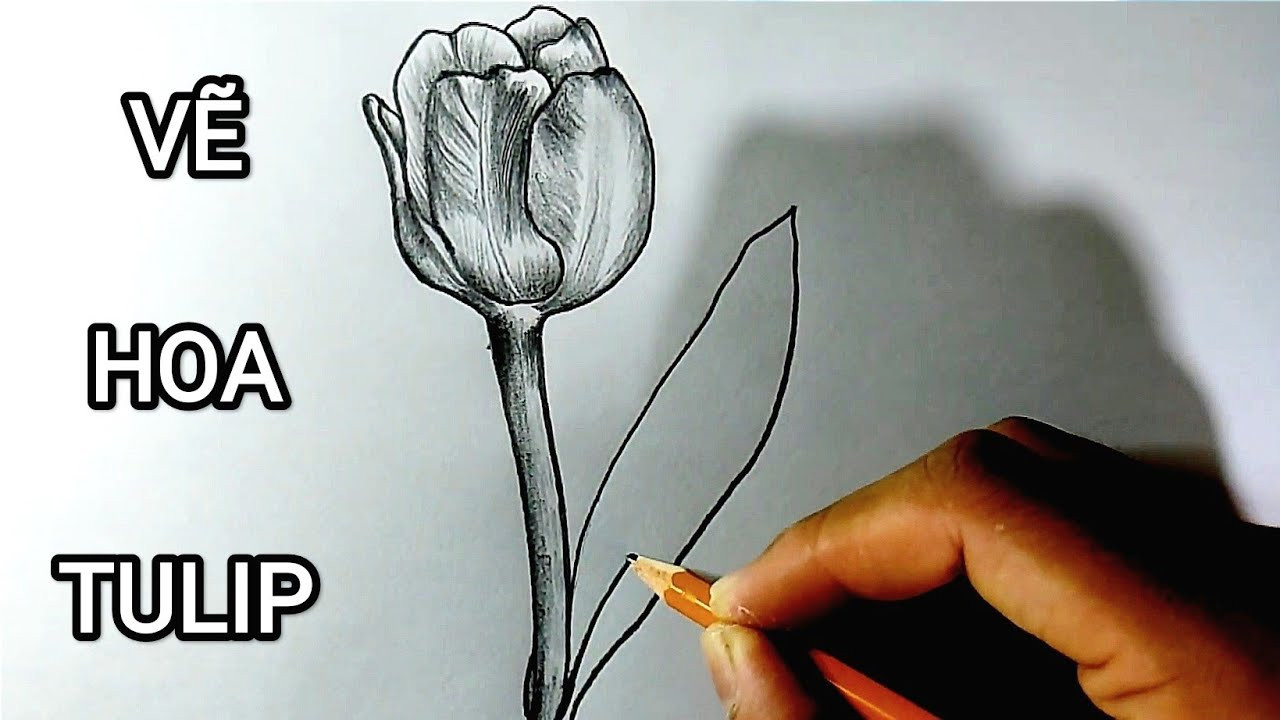 Cách Vẽ Hoa Tulip Bằng Bút Chì: Hướng Dẫn Chi Tiết Từ A-Z