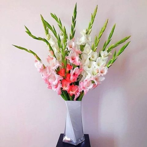 cách cắm hoa lay ơn đỏ mix màu