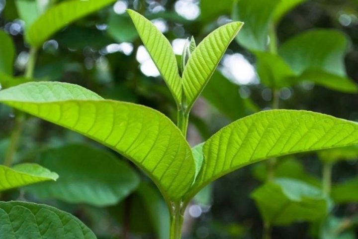 Bà Bầu Bị Tiêu Chảy Nên Uống Gì? Hướng Dẫn Chi Tiết A-Z