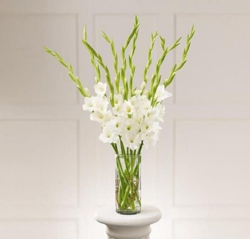 cắm hoa lay ơn trắng bình thủy tinh