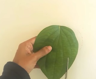 thủ công làm con vật bằng lá cây: lá tròn làm đầu