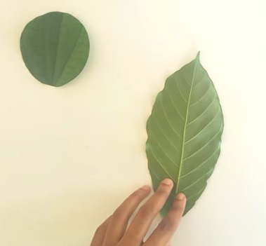 cách làm con vật bằng lá cây: cắt tai thỏ