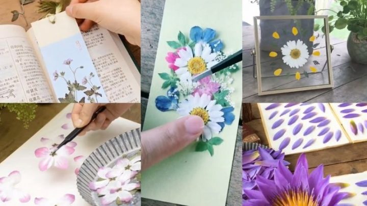 Cách Ép Hoa Khô Giữ Màu Tươi Sống Bền Đẹp Dài Lâu