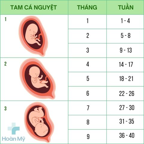 Cách Tính Tuần Thai Ra Tháng Chính Xác Từ A-Z