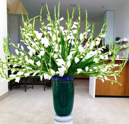 cắm hoa lay ơn đỏ ngày Tết