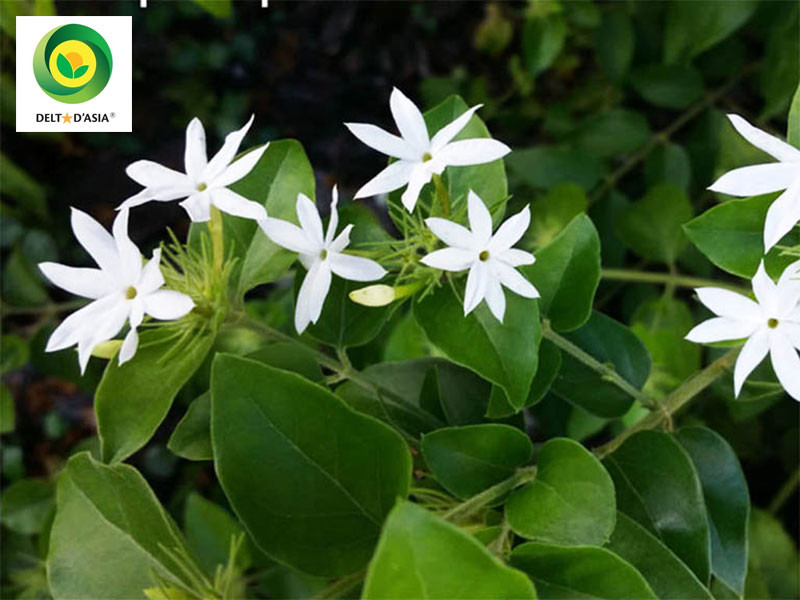 Uống Nước Chè Vằng Có Tác Dụng Gì: Toàn Diện Từ A-Z