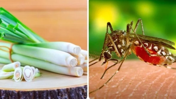 Đuổi Muỗi Bằng Cách Tự Nhiên Hiệu Quả và An Toàn Tại Nhà