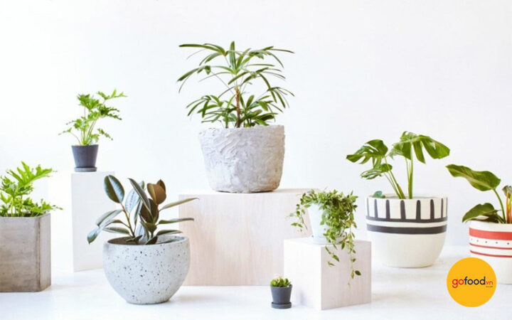 Cháº­u cây Ä‘á»ƒ bàn