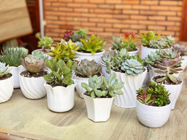 Chậu sen đá là món quà ý nghĩa tặng đồng nghiệp nữ vào dịp 8/3