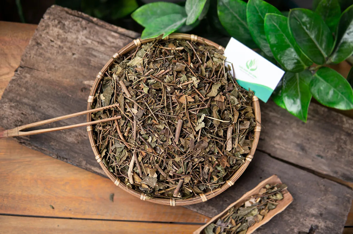 Chè vằng sẻ khô chất lượng cao được thu hoạch và chế biến kỹ lưỡng, tìm mua ở đâu uy tín cho mẹ sau sinh.