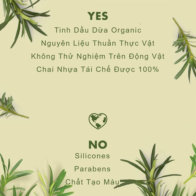 Cỏ hương bài Haiti cho hương thơm trầm mộc