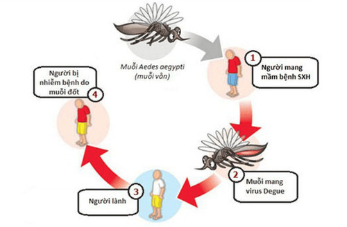 Con đường lây truyền sốt xuất huyết từ muỗi Aedes sang người, quan trọng khi mẹ sốt có nên cho con bú