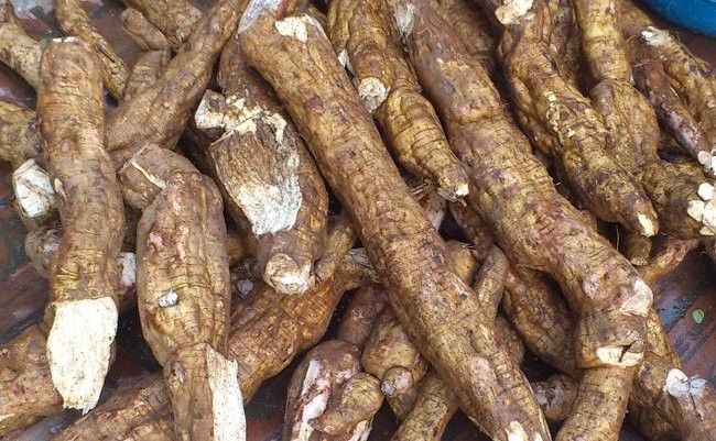 Củ sắn dây tươi nguyên chất