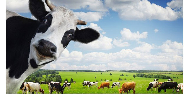 Sữa Chua Uống TH True Milk: Hành Trình Từ Trang Trại Đến Ly Sữa Chất Lượng