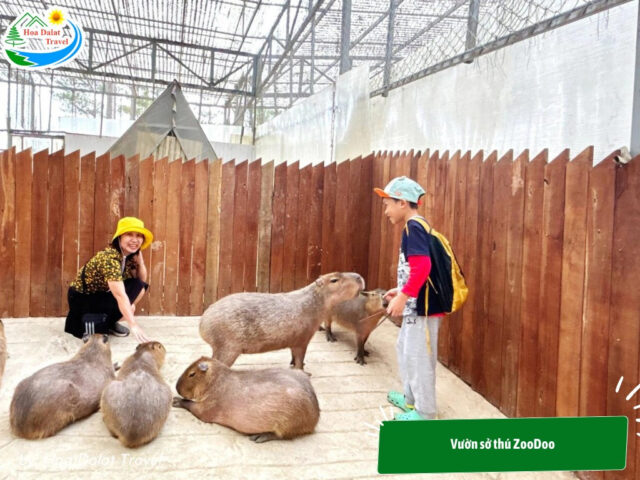 Du khách cho thú capybara ăn tại ZooDoo Đà Lạt, một khu vui chơi trẻ em lý tưởng