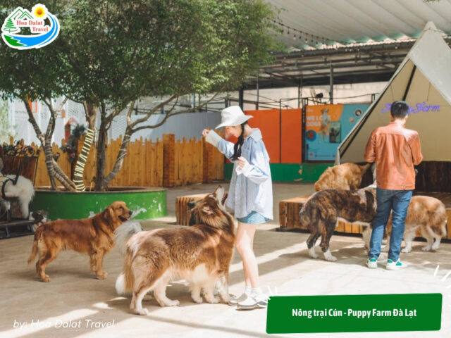 Du khách vui đùa cùng những chú chó tại Puppy Farm, một khu vui chơi trẻ em ở Đà Lạt