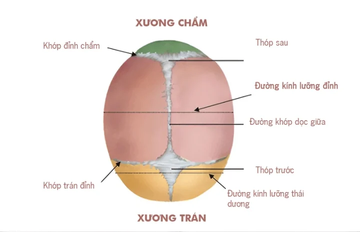 Nguyên nhân đường kính lưỡng đỉnh to: Kiến thức cần biết