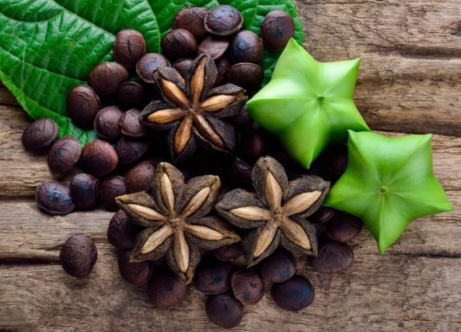 Hạt Sachi Có Tác Dụng Gì? Khám Phá Lợi Ích Và Cách Dùng Chuẩn
