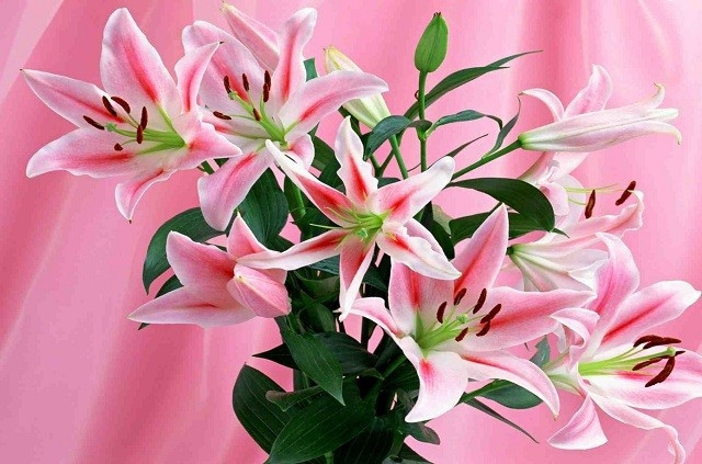 Hình ảnh hoa ly hồng khoe sắc thắm