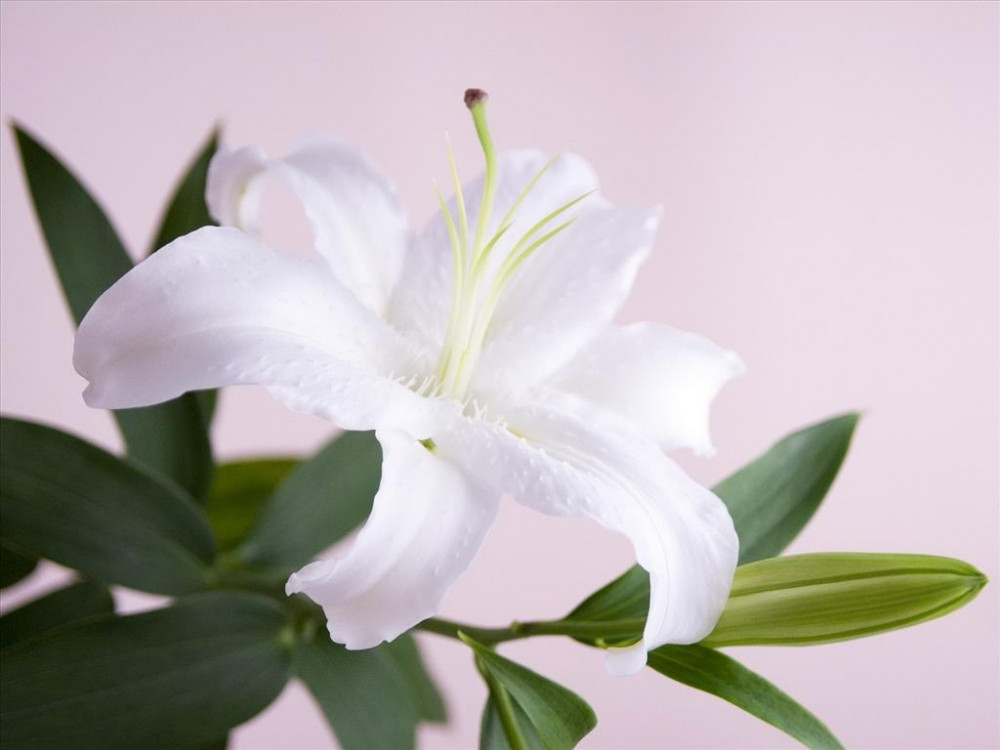 Hình ảnh hoa ly trắng đẹp trong sương mai