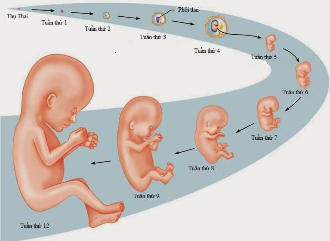 Hình ảnh siêu âm thai nhi phát triển theo tuần, minh họa tuần 12 thai kỳ